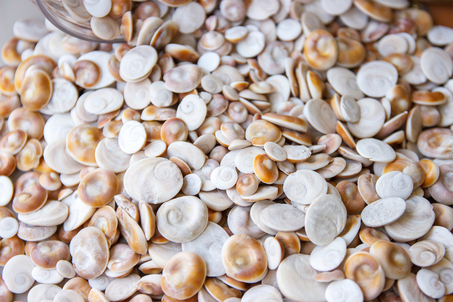 coquillage oeil de Ste Lucie-Oeil de Shiva (lot par 20 ou 30 selon la taille)