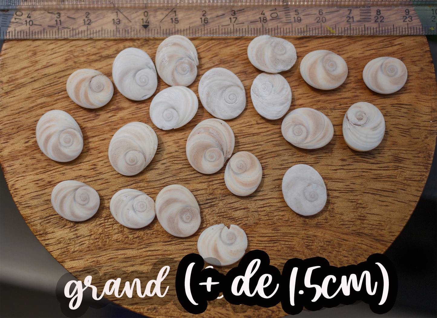 lot coquillage oeil de ste lucie /shova eye